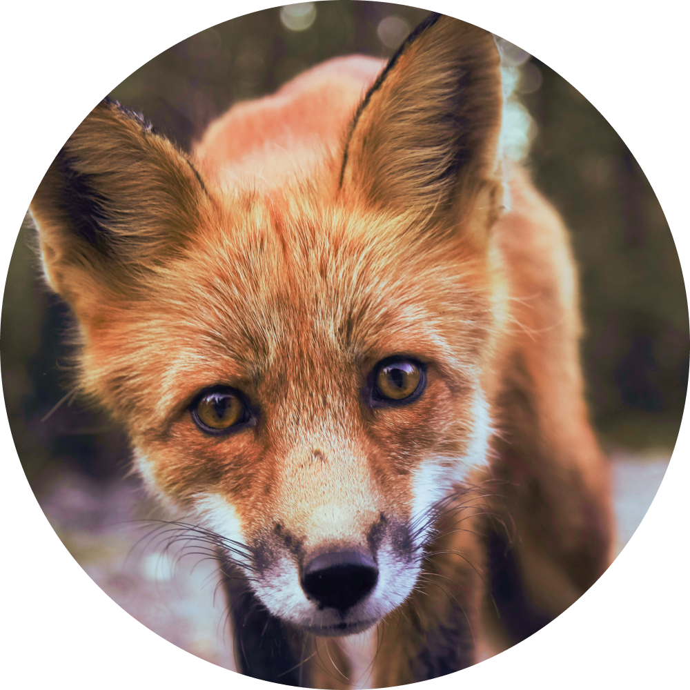 The Red Fox Creative